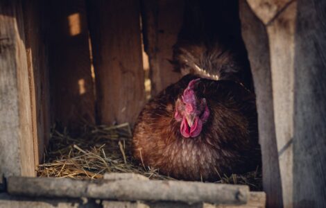 Egg Bound Chicken: Treatment and Prevention Image